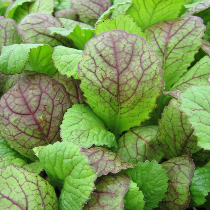 Picture of Organic Mustard Red Giant